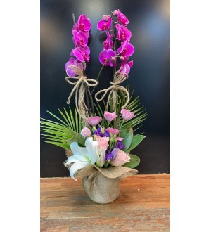 IMPORTED PURPLE ORCHID ARRANGEMENT